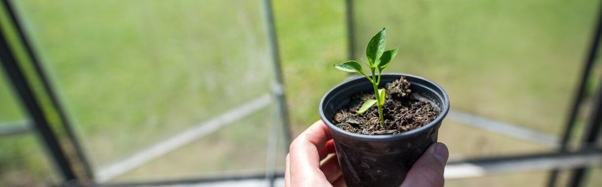 Spenden kleine wachsende Pflanze